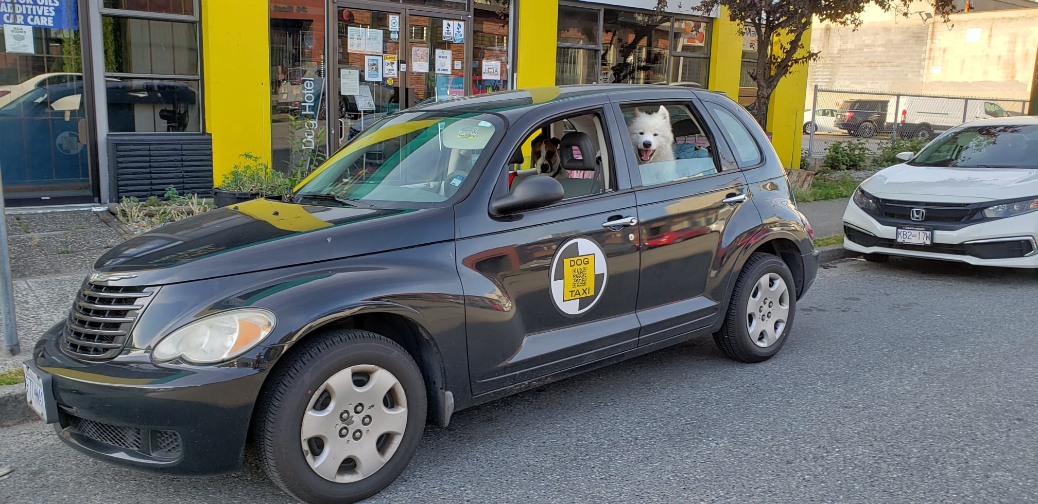 Dog store taxi daycare