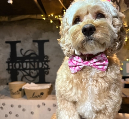 The Hounds of the Isle - Pet Grooming, Clipping & Washing