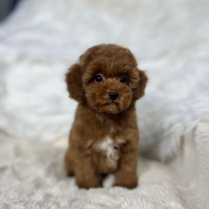 Puppocino Kennel - Pet Shops