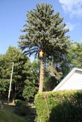 MW Tree Service - Tree Service