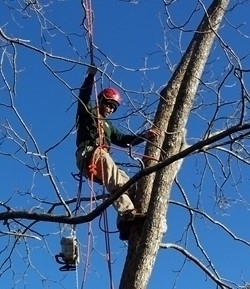Georgian Tree Experts - Tree Service