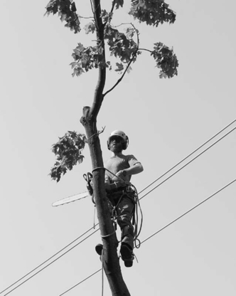 Goodwood Tree Company - Tree Service