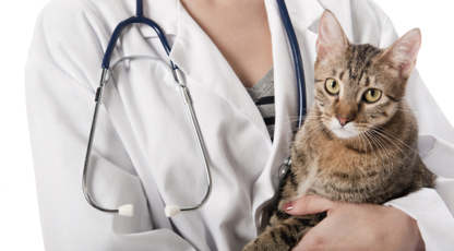 Shelbourne Pet Clinic - Physicians & Surgeons