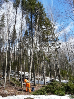Daniel Bélanger Arboriculteur inc - Service d'entretien d'arbres