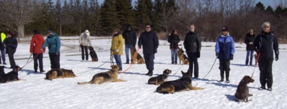 CRDOGS/Dave Walker - Dog Training & Pet Obedience Schools