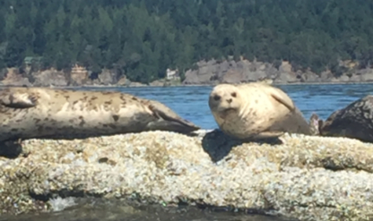 Green Nation Services Inc - Commercial, Industrial & Residential Cleaning