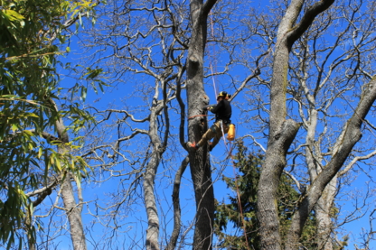 Talmack Urban Forestry Consultants Ltd Arborists - Tree Service