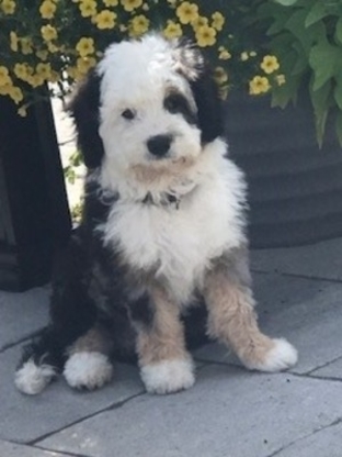 Mohr Over Kennels - Dog Breeders