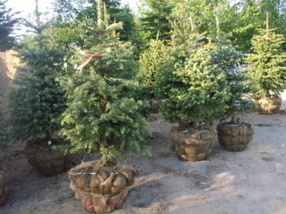 Plantex Enr - Nurseries & Tree Growers