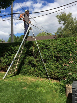 Le Professionnel du Cèdre - Service d'entretien d'arbres