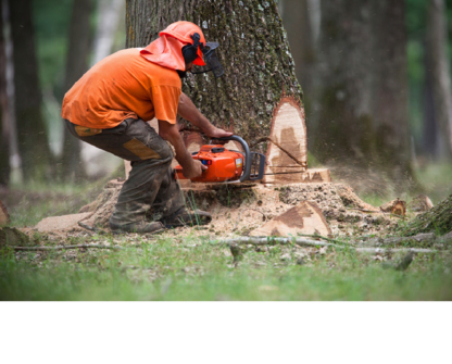 Ti Trick à Tout - Service d'entretien d'arbres