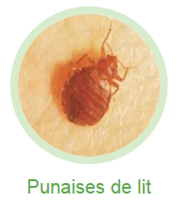9387-8833 Quebec Inc / Extermination Innovex - Pest Control Services
