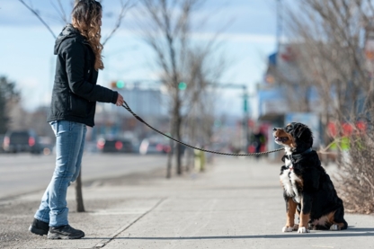 Metropawlitan Dog Training - Dressage et éducation d'animaux de compagnie