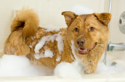 Janine's Dog Grooming - Pet Grooming, Clipping & Washing