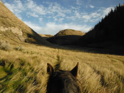 Rare Rides - Horse Drawn Carriage & Sleigh Rides - Horse Transport