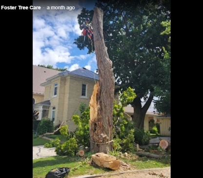 Foster Tree Care - Tree Service