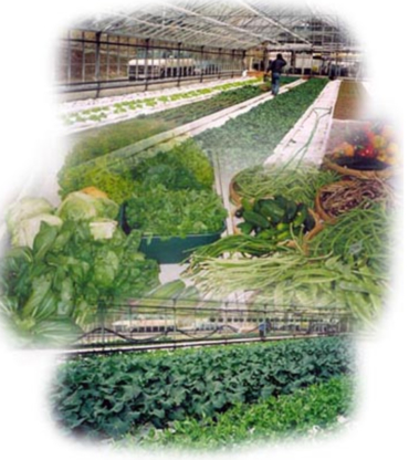 Sun Wing Greenhouses Ltd - Farmers Markets