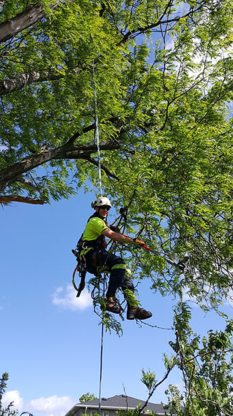 Kenyon Tree Services - Service d'entretien d'arbres