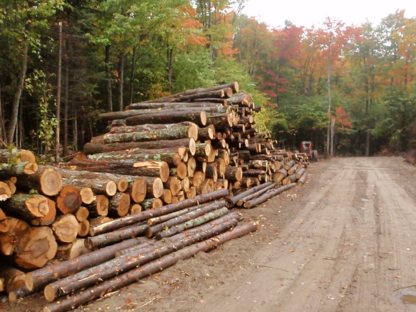 Lionel Rousseau Inc - Logging Companies & Contractors