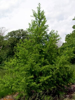 Tree Centre - Nurseries & Tree Growers