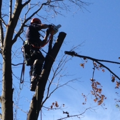 Émondage Insta-Coupe Inc Service d'Arbres - Service d'entretien d'arbres