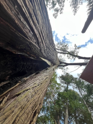 Alligator Creek Falling - Service d'entretien d'arbres