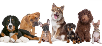 Garderie Une belle vie de chien - Dressage et éducation d'animaux de compagnie
