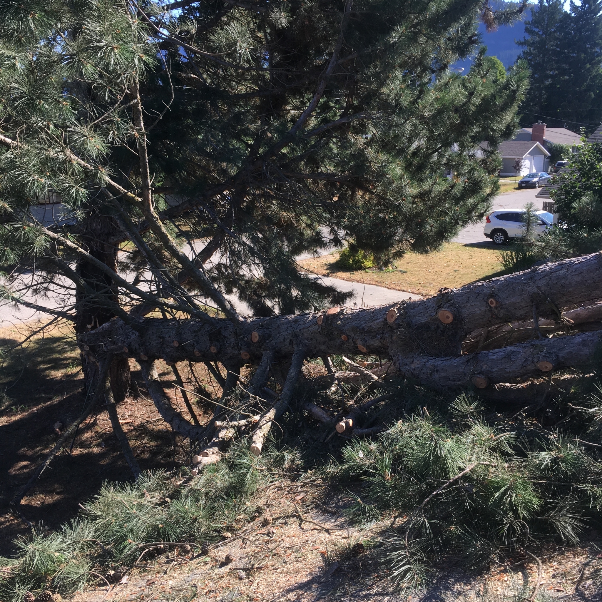 The Fall Guy Tree Service and Landscape 3104 30th Ave, Vernon, BC