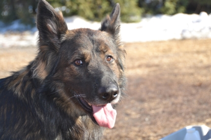 Kennel Club Boarding - Services pour animaux de compagnie