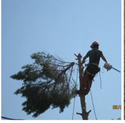Gontree Tree Service Ltd - Tree Service