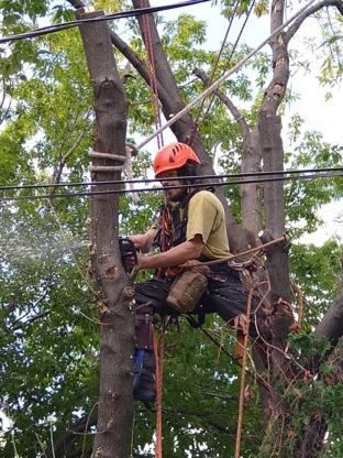 Les Arboristes Grimpeurs - Tree Service