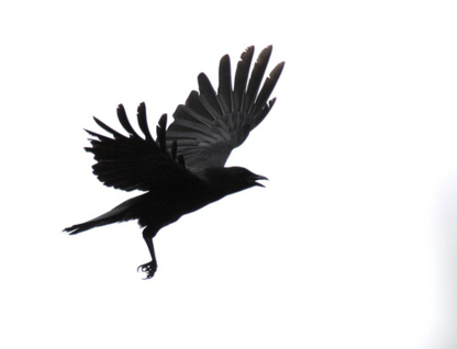 Black Bird Arborist - Service d'entretien d'arbres