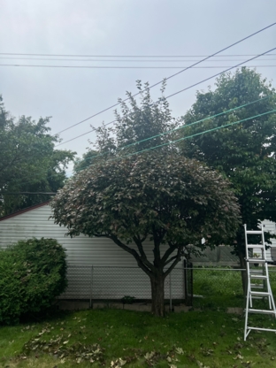 Juneau Tree Services - Tree Service