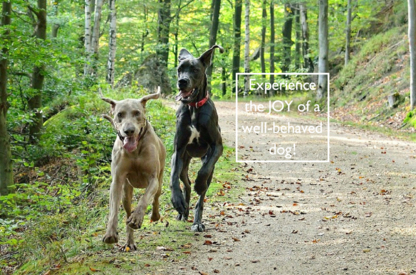 Cascadia Dog Training - Dog Training & Pet Obedience Schools