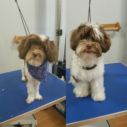 Sammy's Paws - Pet Grooming, Clipping & Washing