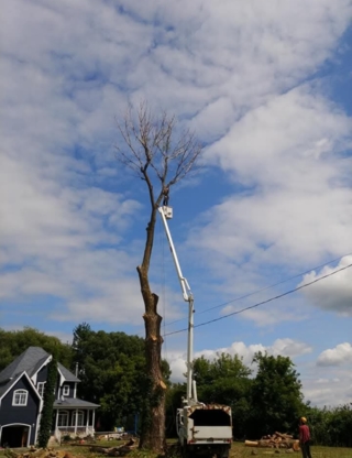 Service d'Arbres Patrice D'Aoust - Service d'entretien d'arbres