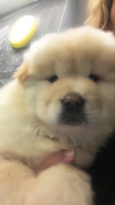 Pet Styles - Pet Shops