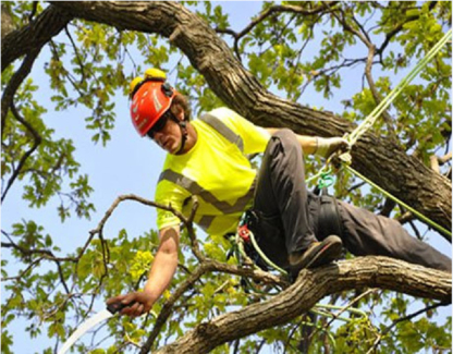 B M Abattage et Émondage - Service d'entretien d'arbres