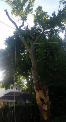 Evergreen Arbor Care - Tree Service