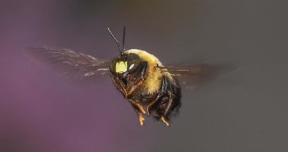 Bug Managers Pest Control - Bird Repellents, Barriers & Controls