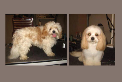 Bow Wow Dog Grooming - Pet Grooming, Clipping & Washing