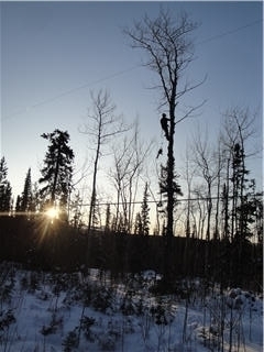 Yukon Tree Services - Service d'entretien d'arbres