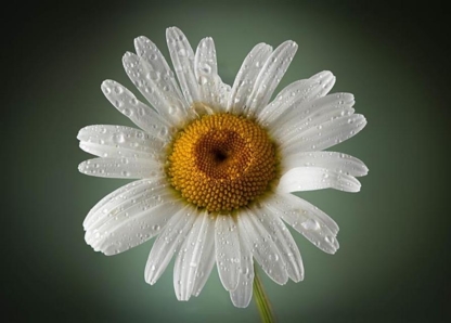 Farzan Samsamy Studio - Aerial Photographers