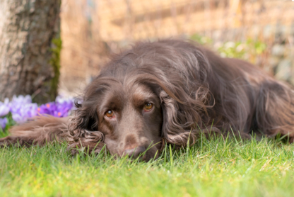 Voir le profil de Cathie's Canine Connection & Co. Inc. - Surrey