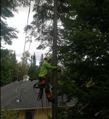 Services Arboricoles L.E - Tree Service