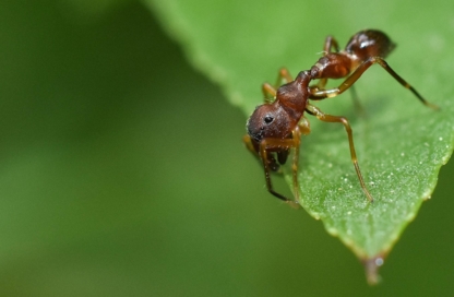Bug Managers Pest Control - Bird Repellents, Barriers & Controls