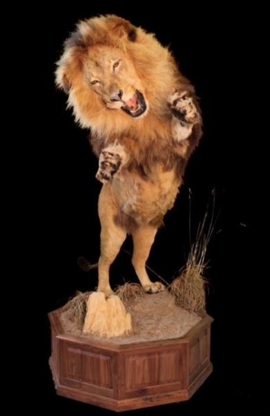 Artistry in Motion Taxidermy & Safari Operators - Taxidermistes