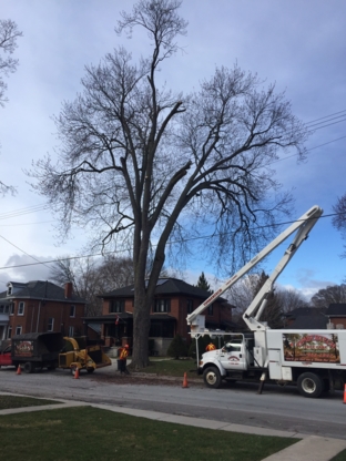 View Timbertech Tree Care’s Belleville profile