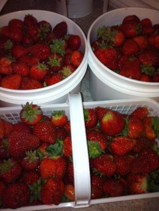 Staniforth Summerberry Farm - Farms & Ranches