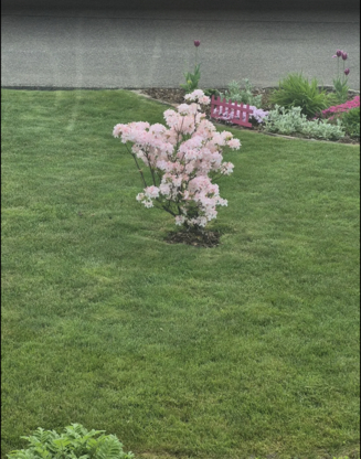 Enviro Masters Lawn Care - Lawn Maintenance